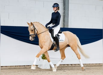 German Riding Pony, Gelding, 4 years, 14.2 hh, Palomino