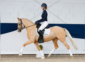 German Riding Pony, Gelding, 4 years, 14.2 hh, Palomino