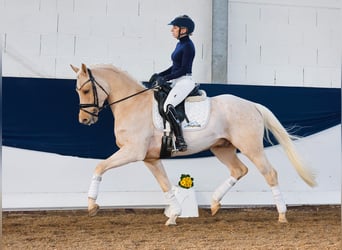 German Riding Pony, Gelding, 4 years, 14,2 hh, Palomino