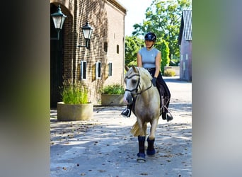 German Riding Pony, Gelding, 4 years, 14.2 hh, Palomino