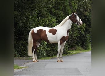 German Riding Pony, Gelding, 4 years, 14.2 hh, Pinto