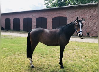 German Riding Pony, Gelding, 4 years, 14.3 hh, Brown