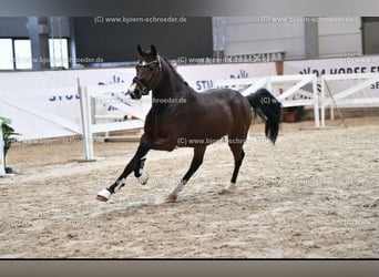 German Riding Pony, Gelding, 4 years, 14.3 hh, Brown