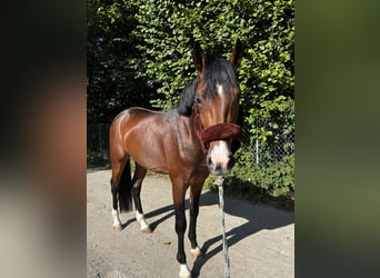 German Riding Pony, Gelding, 4 years, 14.3 hh, Brown