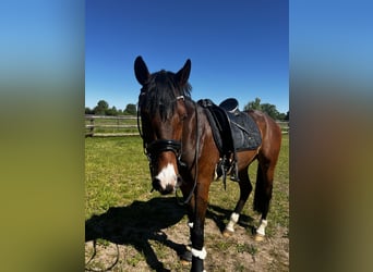 German Riding Pony, Gelding, 4 years, 14.3 hh, Brown