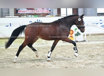 German Riding Pony, Gelding, 4 years, 14.3 hh, Brown