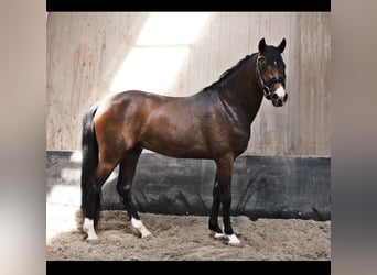 German Riding Pony, Gelding, 4 years, 14.3 hh, Brown