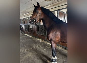 German Riding Pony, Gelding, 4 years, 14.3 hh, Brown