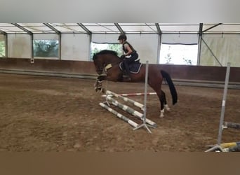 German Riding Pony, Gelding, 4 years, 14.3 hh, Brown