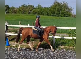 German Riding Pony, Gelding, 4 years, 14.3 hh, Chestnut-Red