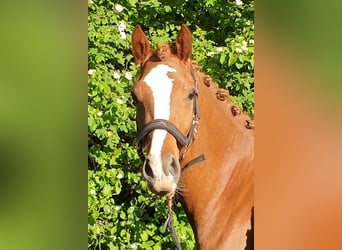 German Riding Pony, Gelding, 4 years, 14.3 hh, Chestnut-Red