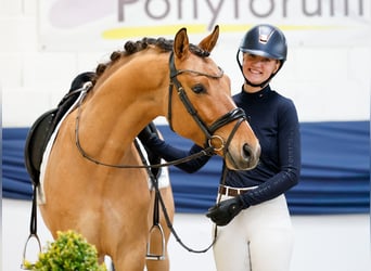German Riding Pony, Gelding, 4 years, 14.3 hh, Dun