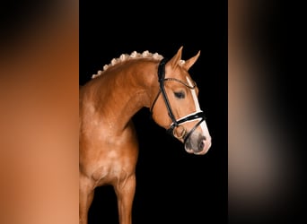 German Riding Pony, Gelding, 4 years, 14.3 hh, Palomino