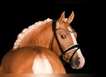 German Riding Pony, Gelding, 4 years, 14.3 hh, Palomino