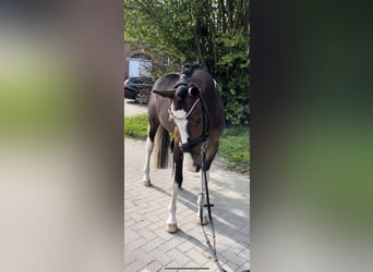 German Riding Pony, Gelding, 4 years, 14.3 hh, Pinto