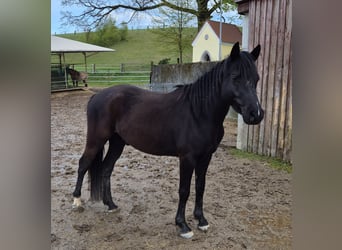 German Riding Pony, Gelding, 4 years, 14 hh, Black