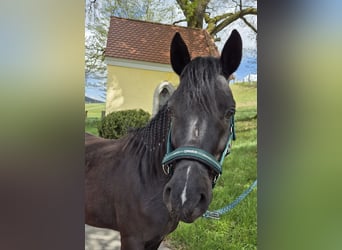 German Riding Pony, Gelding, 4 years, 14 hh, Black