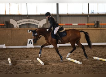 German Riding Pony, Gelding, 4 years, 14 hh, Brown