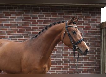 German Riding Pony, Gelding, 4 years, 14 hh, Brown