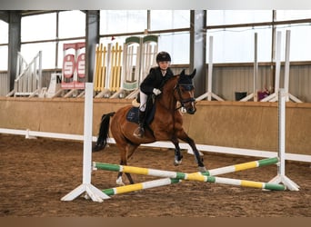 German Riding Pony, Gelding, 4 years, 14 hh, Brown