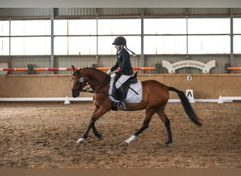 German Riding Pony, Gelding, 4 years, 14 hh, Brown