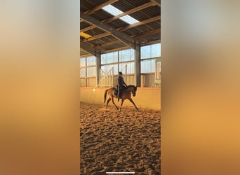 German Riding Pony, Gelding, 4 years, 14 hh, Brown