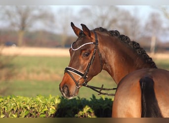 German Riding Pony, Gelding, 4 years, 14 hh, Brown