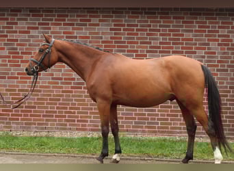 German Riding Pony, Gelding, 4 years, 14 hh, Brown
