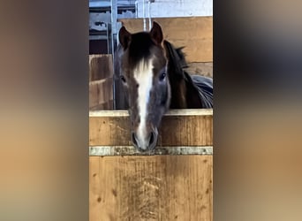 German Riding Pony, Gelding, 4 years, 14 hh, Brown Falb mold