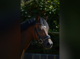 German Riding Pony, Gelding, 4 years, 14 hh, Brown