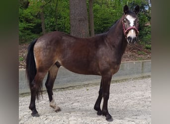 German Riding Pony, Gelding, 4 years, 14 hh, Buckskin