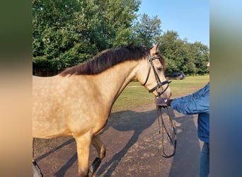 German Riding Pony, Gelding, 4 years, 14 hh, Buckskin