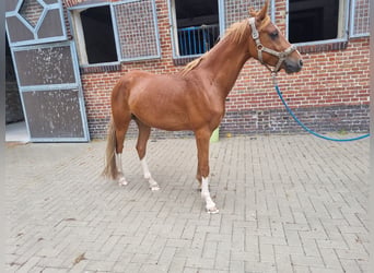 German Riding Pony, Gelding, 4 years, 14 hh, Chestnut-Red