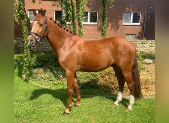 German Riding Pony, Gelding, 4 years, 14 hh, Chestnut-Red