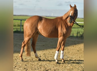 German Riding Pony, Gelding, 4 years, 14 hh