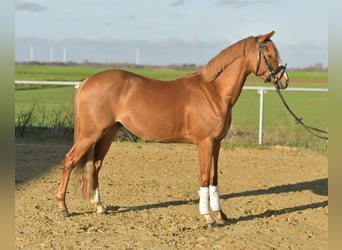 German Riding Pony, Gelding, 4 years, 14 hh