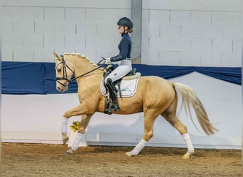 German Riding Pony, Gelding, 4 years, 14 hh, Palomino