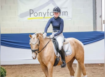 German Riding Pony, Gelding, 4 years, 14 hh, Palomino
