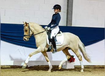 German Riding Pony, Gelding, 4 years, 14 hh, Palomino