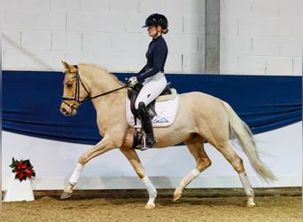 German Riding Pony, Gelding, 4 years, 14 hh, Palomino