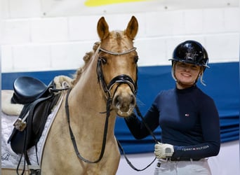 German Riding Pony, Gelding, 4 years, 14 hh, Palomino