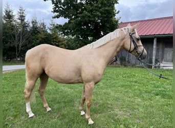 German Riding Pony Mix, Gelding, 4 years, 14 hh, Pearl