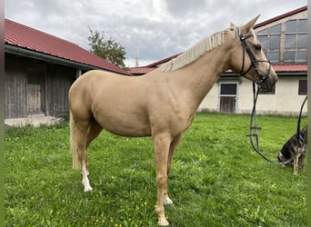 German Riding Pony Mix, Gelding, 4 years, 14 hh, Pearl