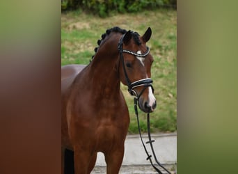 German Riding Pony, Gelding, 4 years, 14,1 hh, Bay-Dark