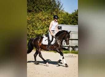 German Riding Pony, Gelding, 4 years, 14,1 hh, Bay-Dark