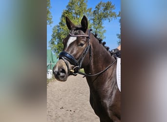 German Riding Pony, Gelding, 4 years, 14,1 hh, Black