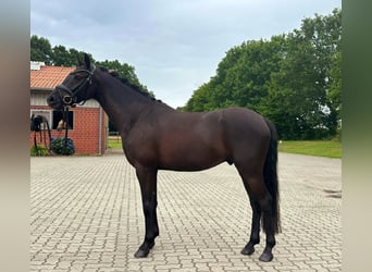 German Riding Pony, Gelding, 4 years, 14,1 hh, Black