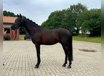 German Riding Pony, Gelding, 4 years, 14,1 hh, Black