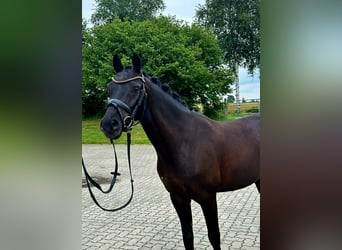 German Riding Pony, Gelding, 4 years, 14,1 hh, Black