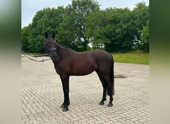 German Riding Pony, Gelding, 4 years, 14,1 hh, Black